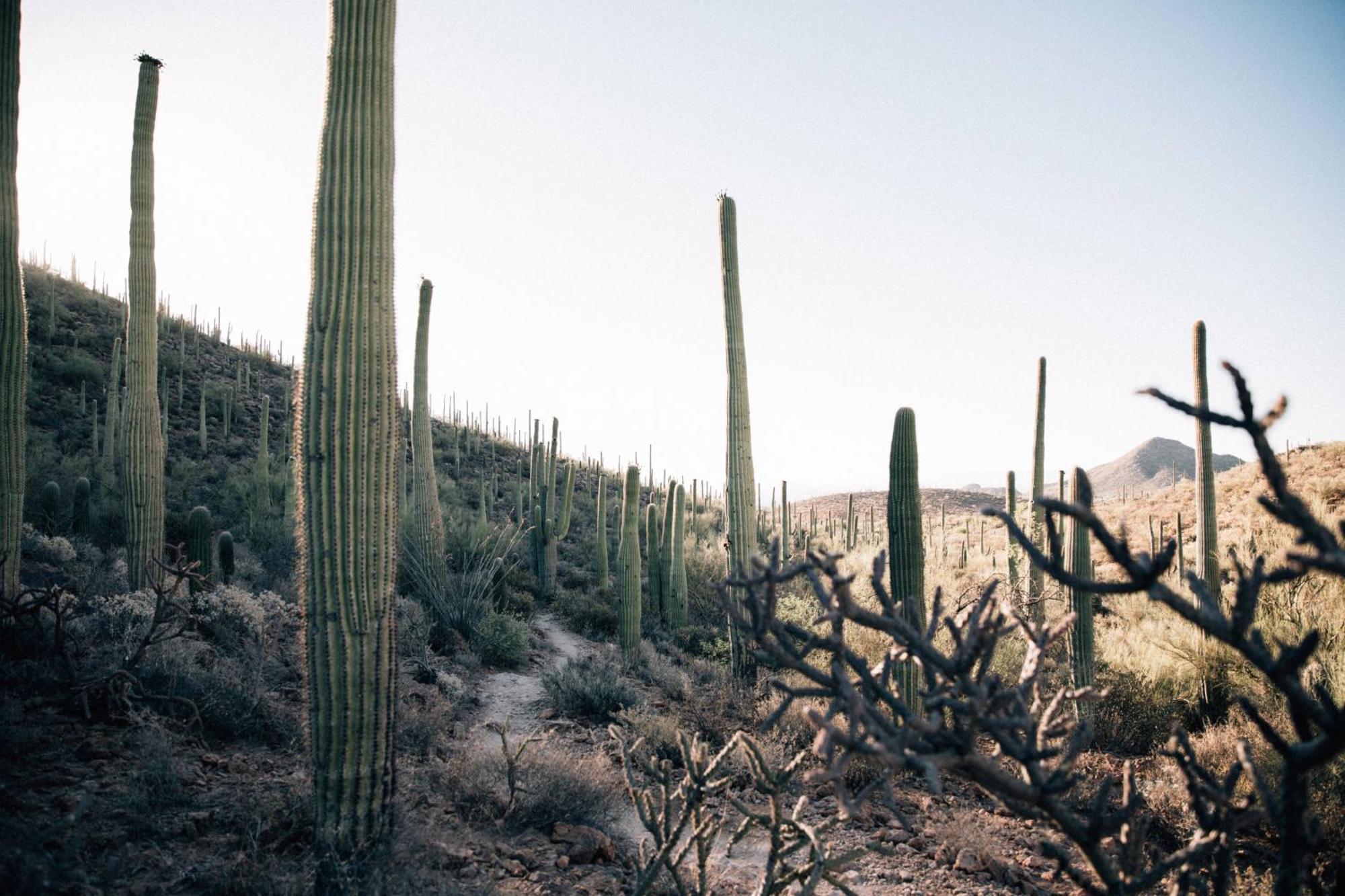 JW Marriott Tucson Starr Pass Resort Eksteriør bilde